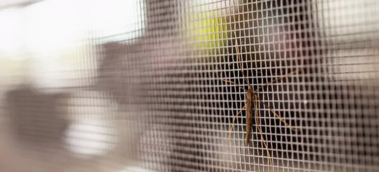 Repair Mosquito Mesh For Windows in Myrtle Grove, FL